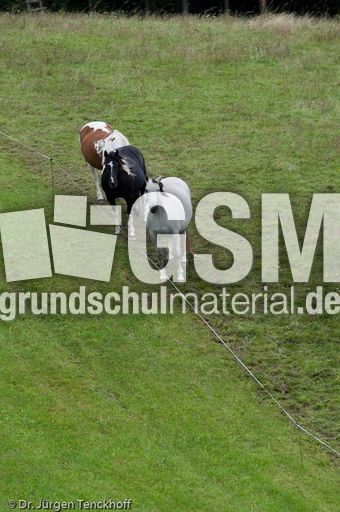 Reitpferde (9 von 11).jpg